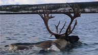 A male caribou swimming in a lake