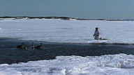 An Innu hunter sets up his bait for the Goose Hunt