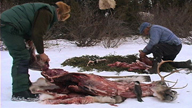 Deux Innus découpent la viande de caribou en morceaux