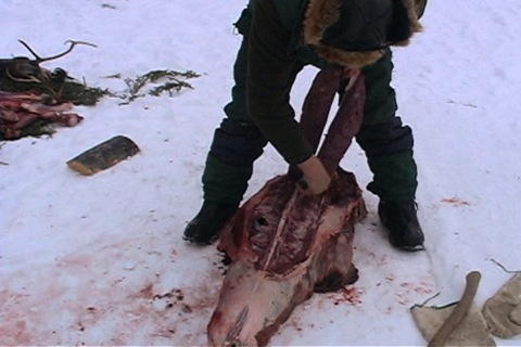 he removes the filets from the caribou’s back 