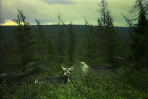 a caribou, less than a year old