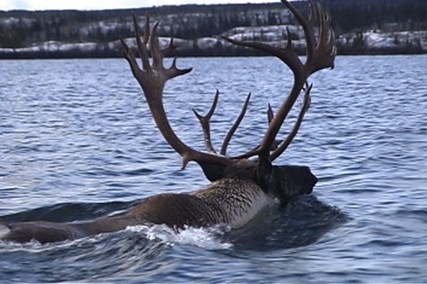 the caribou has big antlers