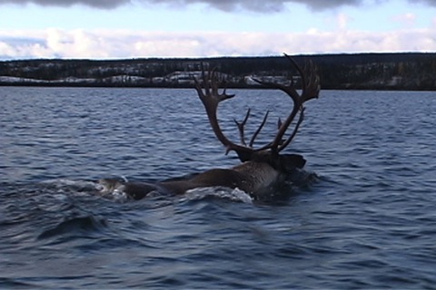 the caribou is swimming