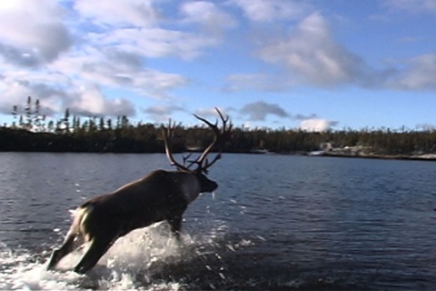the caribou jumps into the water