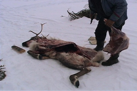 caribou haunch