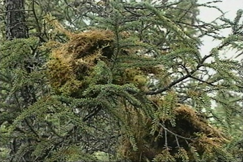 they dry sphagnum moss