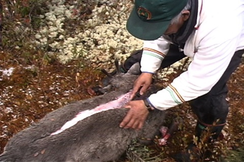 on éviscère un jeune caribou par le dos pour faire la peau du tambour 