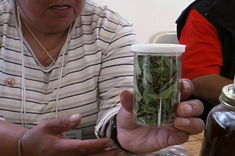 plante médicinale (kalmia à feuilles étroites)
