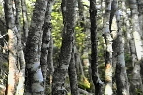 forêt de bouleaux
