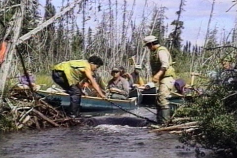 they take apart a beaver dam