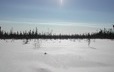 Marsh in winter