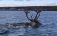 A caribou swims across a lake