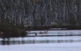 At the head of a lake, four caribou get ready to go into the water