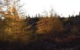 Panoramic view of a larch forest in its fall glory