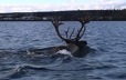 The lead caribou in the water, swimming across a lake