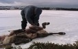 Antoine Bellefleur en train d'éviscérer un caribou sur la surface gelée d'un lac