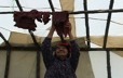 Pelashe Bellefleur hangs caribou meat inside a tent to dry it