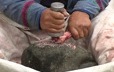Antoine Bellefleur crushes a caribou bone against a rock to extract its marrow