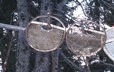 Temporary snow shoes hanging from a tree branch