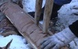 Splitting birch using wooden pegs