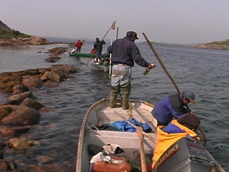 Groupe d'Innus regroupés près d'un rivage pour attraper le homard à l'aide de longues perches