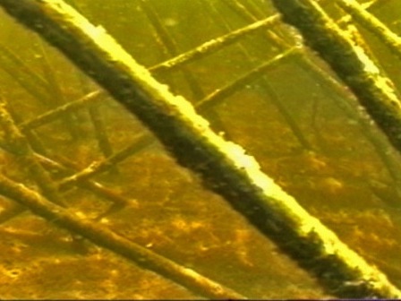 Image sous-marine de perches plantées dans le fond d'un lac