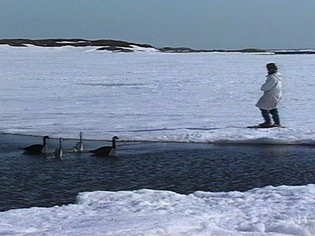 Un chasseur innu sur la glace pose des appelants pour attirer les outardes
