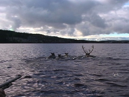 Quatre caribous à la nage dans un lac, suivis de chasseurs