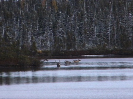 Sur une pointe du lac, quatre caribous s'apprêtent à entrer dans l'eau
