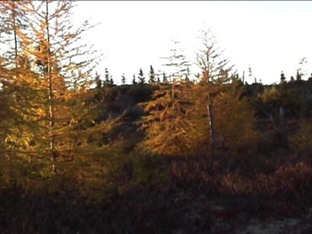 Panorama d'une forêt de mélèzes dans ses attributs d'automne