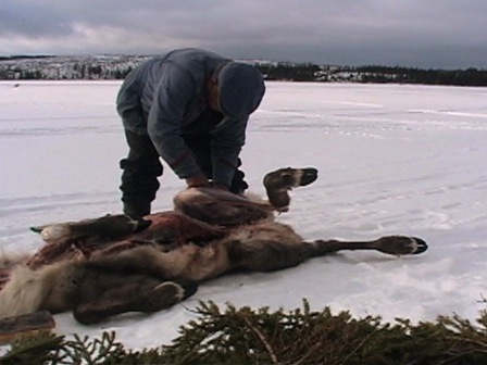 Antoine Bellefleur en train d'éviscérer un caribou sur la surface gelée d'un lac