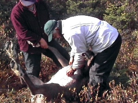 Jean-Baptiste Bellefleur en train d'ouvrir un caribou par le ventre