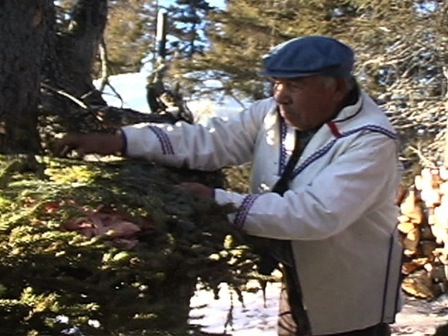 Par respect pour le caribou, Antoine Bellefleur dépose ses os broyés sur une branche d'arbre