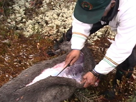 A hunter slits open a caribou from its back