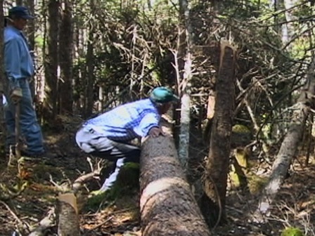 Jean-Baptiste Bellefleur en train de mesurer un arbre avec ses bras