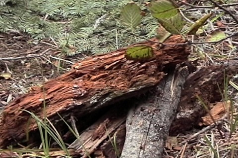 souche de bois sèche et pourrie