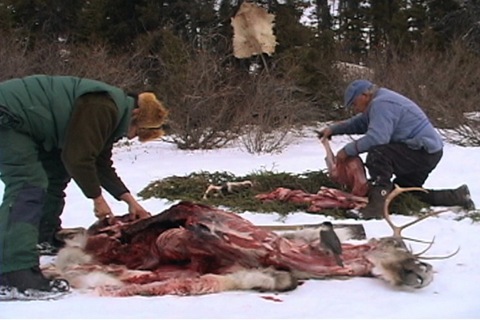 ils dépècent un caribou