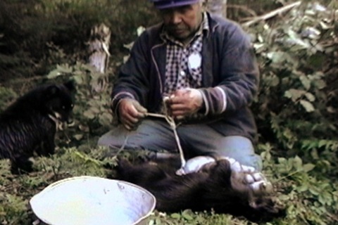 porcupine intestines