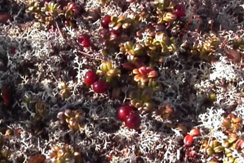 lichen à caribou