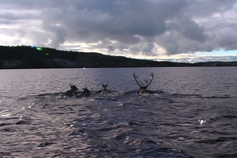 les caribous traversent une étendue d’eau
