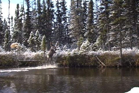 le caribou sort de l'eau