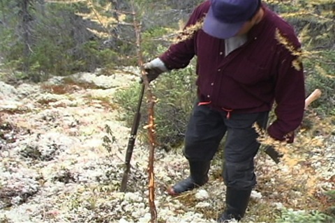 l'arbre où le caribou a frotté son panache