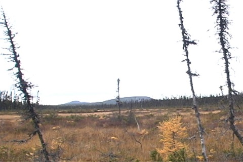 endroit marécageux entouré d'arbres