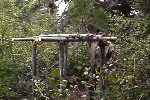 he places fir branches on top of the cache