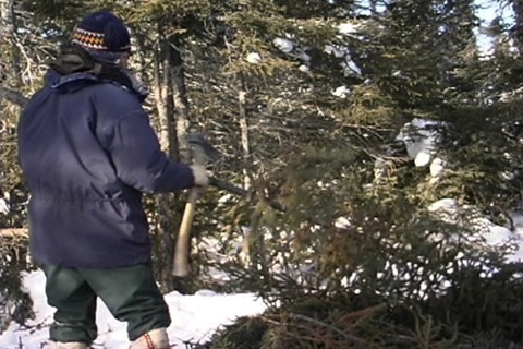 they remove the branches from a conifer with an axe to insulate a floor