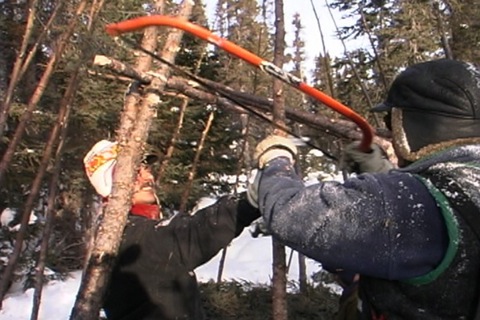 he pierces the trunk to bend them