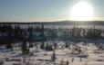 Ancient burned-out forest in winter