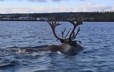 Un caribou à la nage traverse un lac