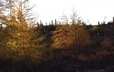 Panorama d'une forêt de mélèzes dans ses attributs d'automne