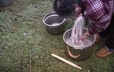 À l'intérieur d'une tente, une femme trempe une peau de caribou pour la tanner